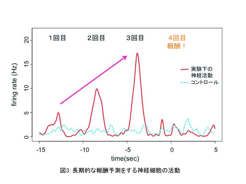 脳がヒトの行動を決定するときの、根本的なメカニズムを解明する行動