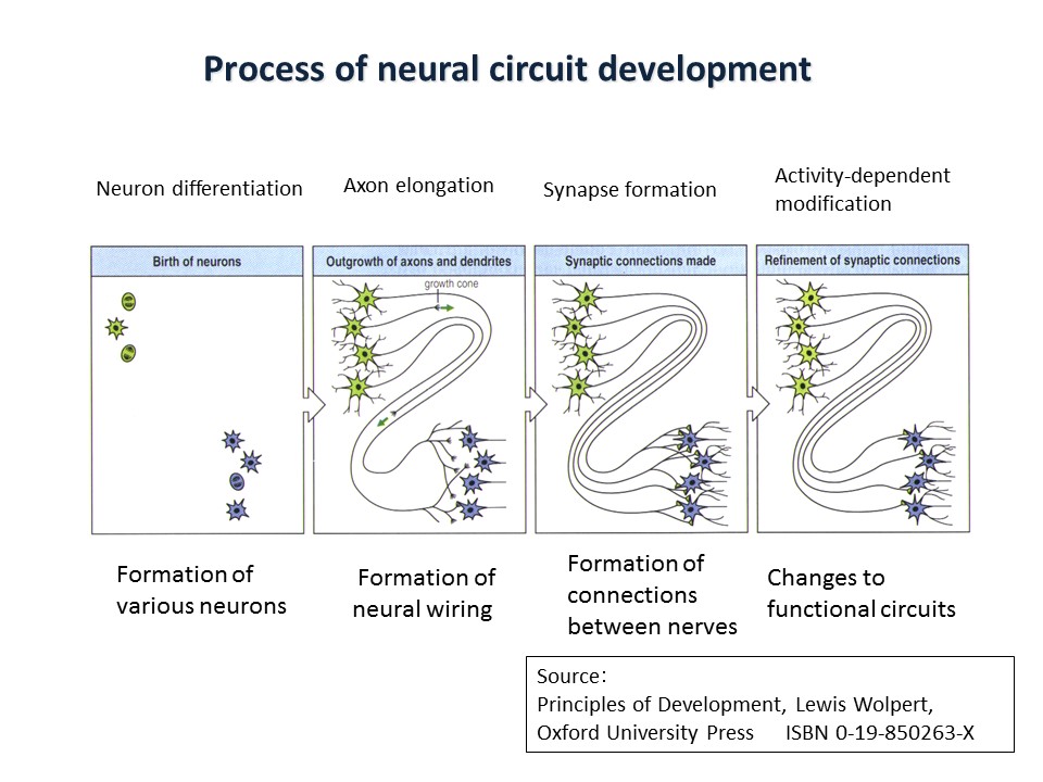 Fig. 1 Process of neural circuit development