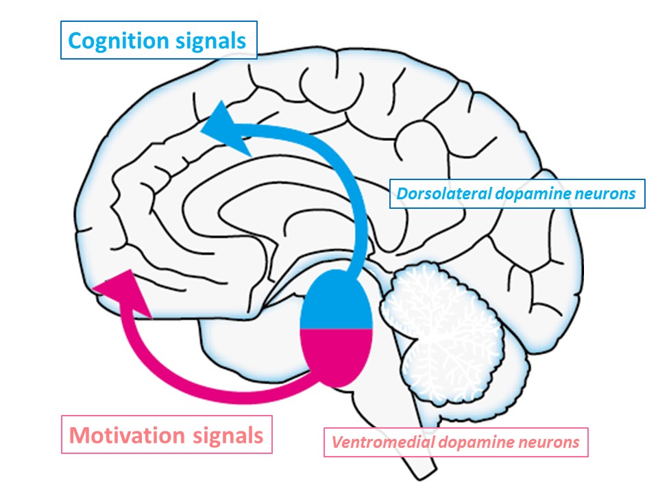 Fig. 2 Two different dopamine signals