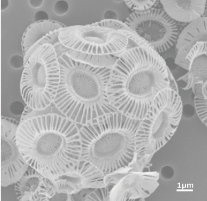 図2：円石藻類の一種。 （ スケールバーは 1000 分の 1mm）