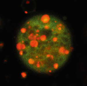 図2：細胞膜類似の構造をもつベシクル（閉じた小胞）上の脂質二重膜内で起きた相分離 　　　（蛍光色素でオレンジとグリーンに着色）。機能発現にはこうした膜の不均一が重要 　　 と考えられている。
