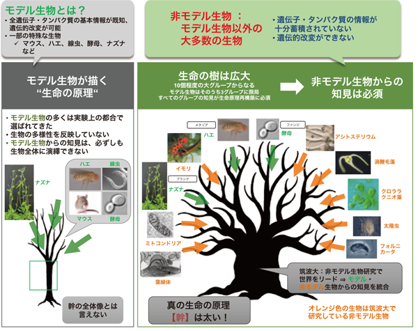 図1：生命の樹（＝全生物の系統樹）の概念図