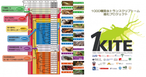 図1:1KITE により明らかになった昆虫の新たな系統関係