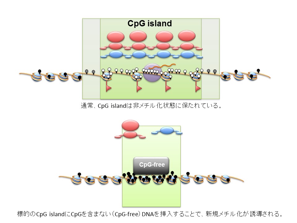 cotre コトリ community of tsukuba researchers 筑波大学